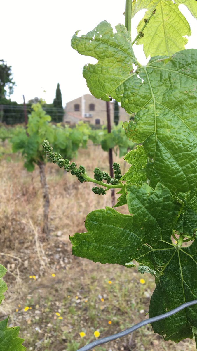 Antoine_Lespes's tweet photo. 2 grappes en moyenne par bourgeon... ça pousse! #closdorbieu #2018 #winelife #winelover https://t.co/SXjZvuH3ci