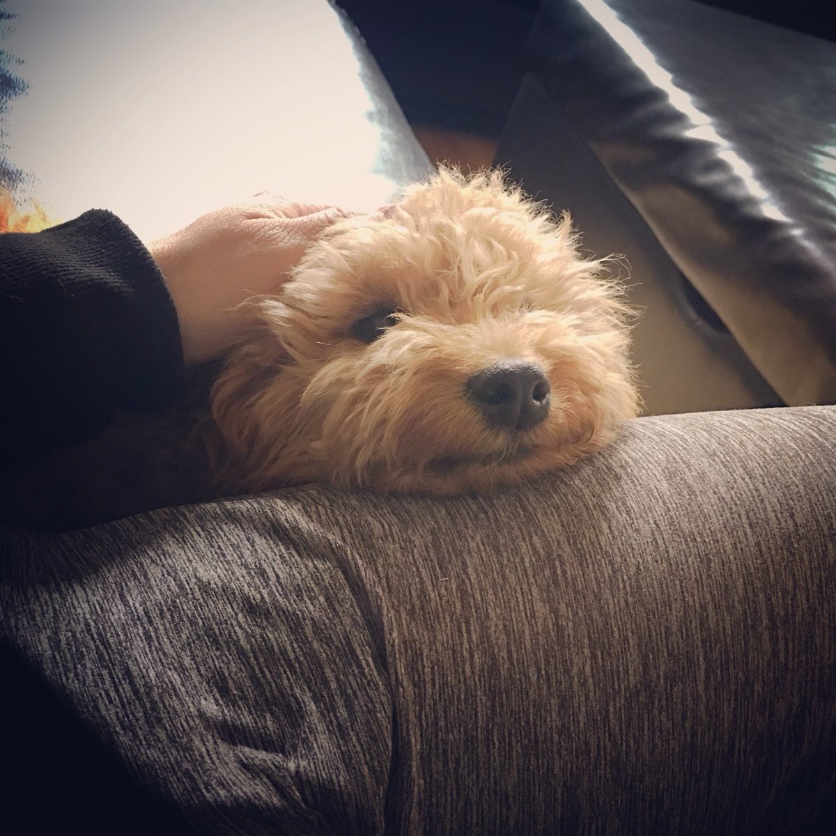 Mom’s not working today and that makes me pretty darn happy!
#minigoldendoodle #puppy #puppylove #goldendoodle #babygirl #love