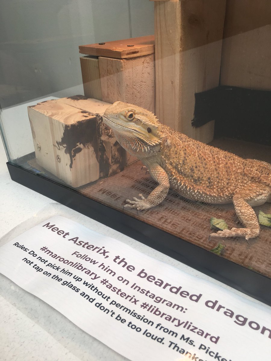 maroonlibrary's tweet photo. Back by popular demand it’s Asterix, the bearded dragon at your #maroonlibrary #asterix #beardiesofinstagram #librariesofinstagram https://t.co/TSEFMNyH7U