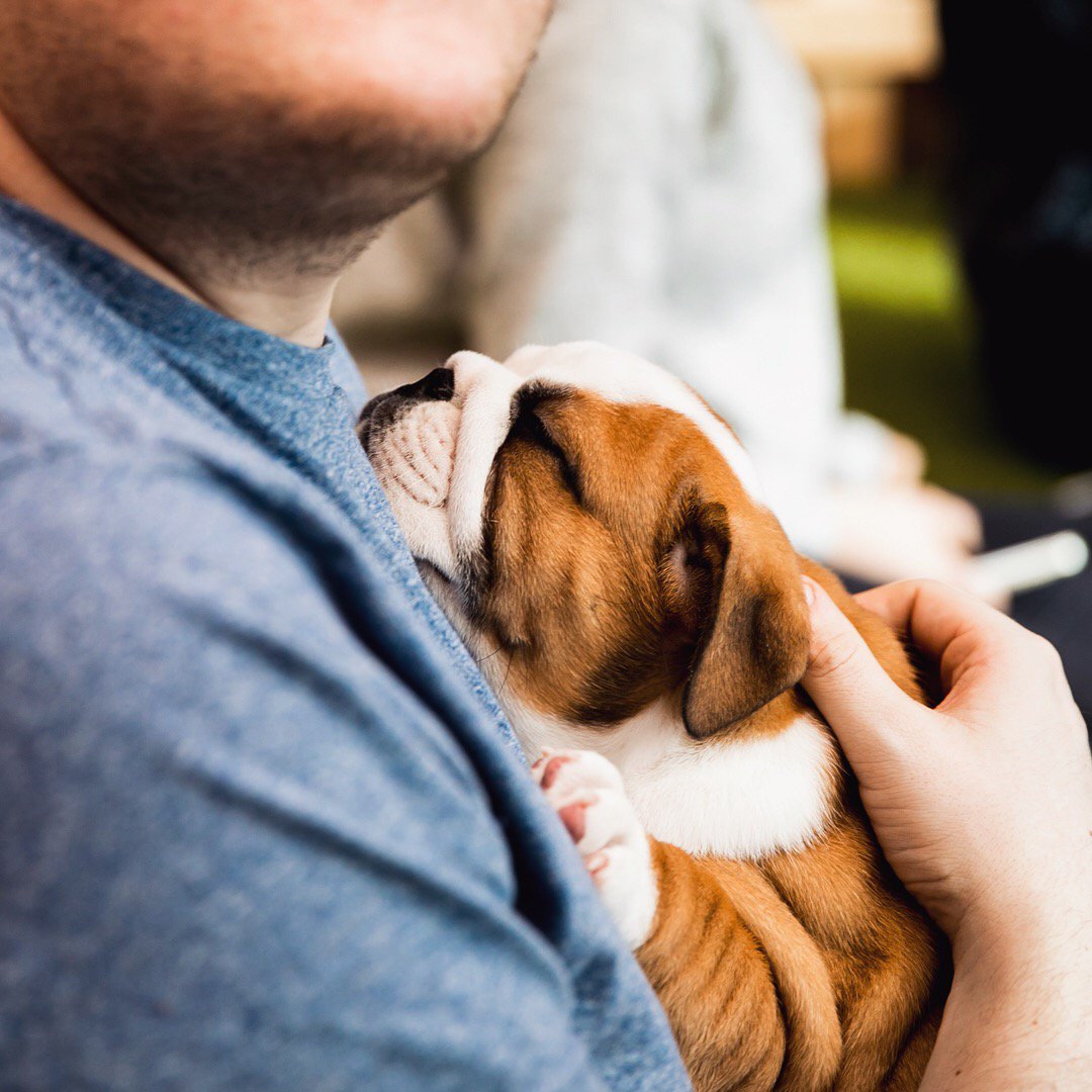 TheStayClub's tweet photo. On May 3rd @UniversityCribs will be hosting a Puppy Petting Day at #TheStayClubColindale in aid of mental health charity @MindCharity and to help students reduce the stress during the exam period #StayMindful https://t.co/sijteaarVC