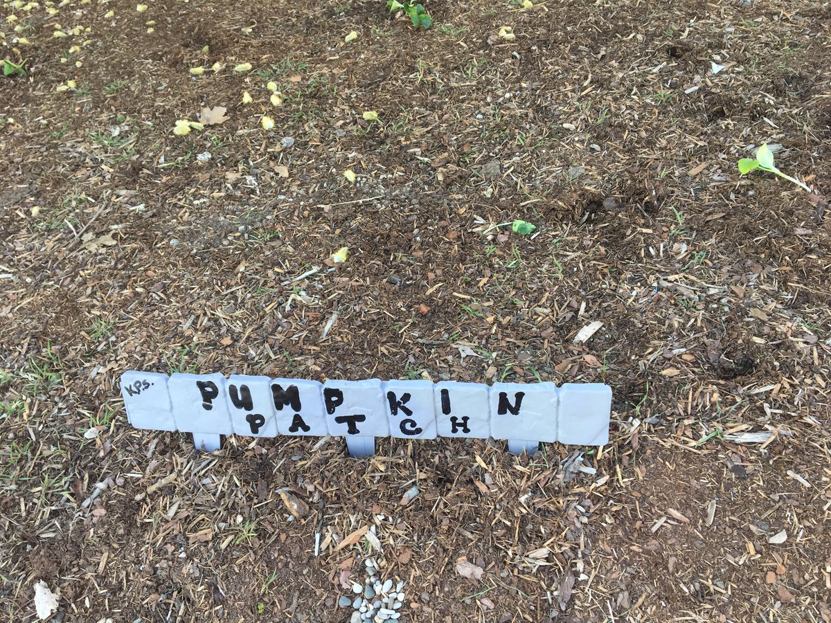 KPSgarden's tweet photo. Thanks to Mme DaSilva and her class for starting our first pumpkin 🎃 patch @KingsvilleCobra ... let’s see what happens! https://t.co/1YpoOdx4HL