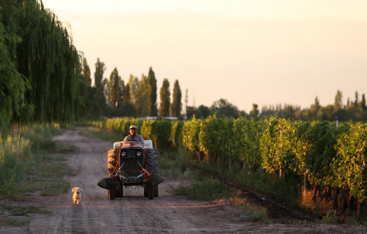 ClopWines's tweet photo. Hoy brindamos por ellos, que aportan su grano de arena para mejorar cada día. Para ellos y para todos los trabajadores del mundo ¡Feliz Día! 🍷 
.
#Clopwines #labourday #Wine #Agrelo #Vino #Mendoza #Argentina https://t.co/vVnP6FqPlq
