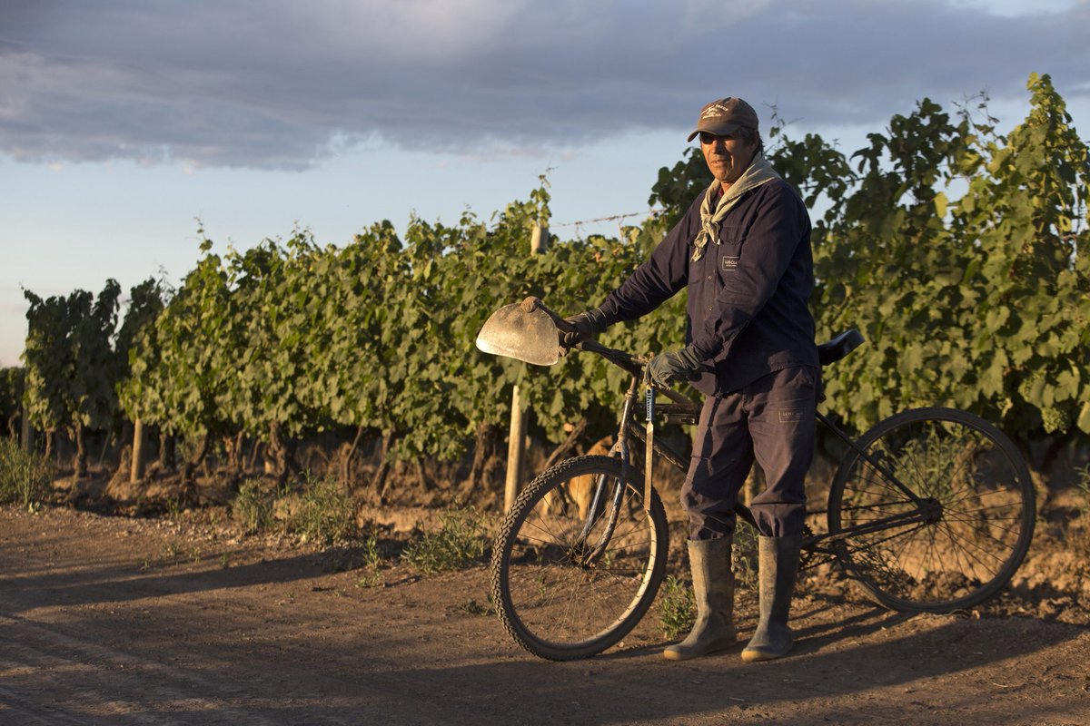 ClopWines's tweet photo. Hoy brindamos por ellos, que aportan su grano de arena para mejorar cada día. Para ellos y para todos los trabajadores del mundo ¡Feliz Día! 🍷 
.
#Clopwines #labourday #Wine #Agrelo #Vino #Mendoza #Argentina https://t.co/vVnP6FqPlq