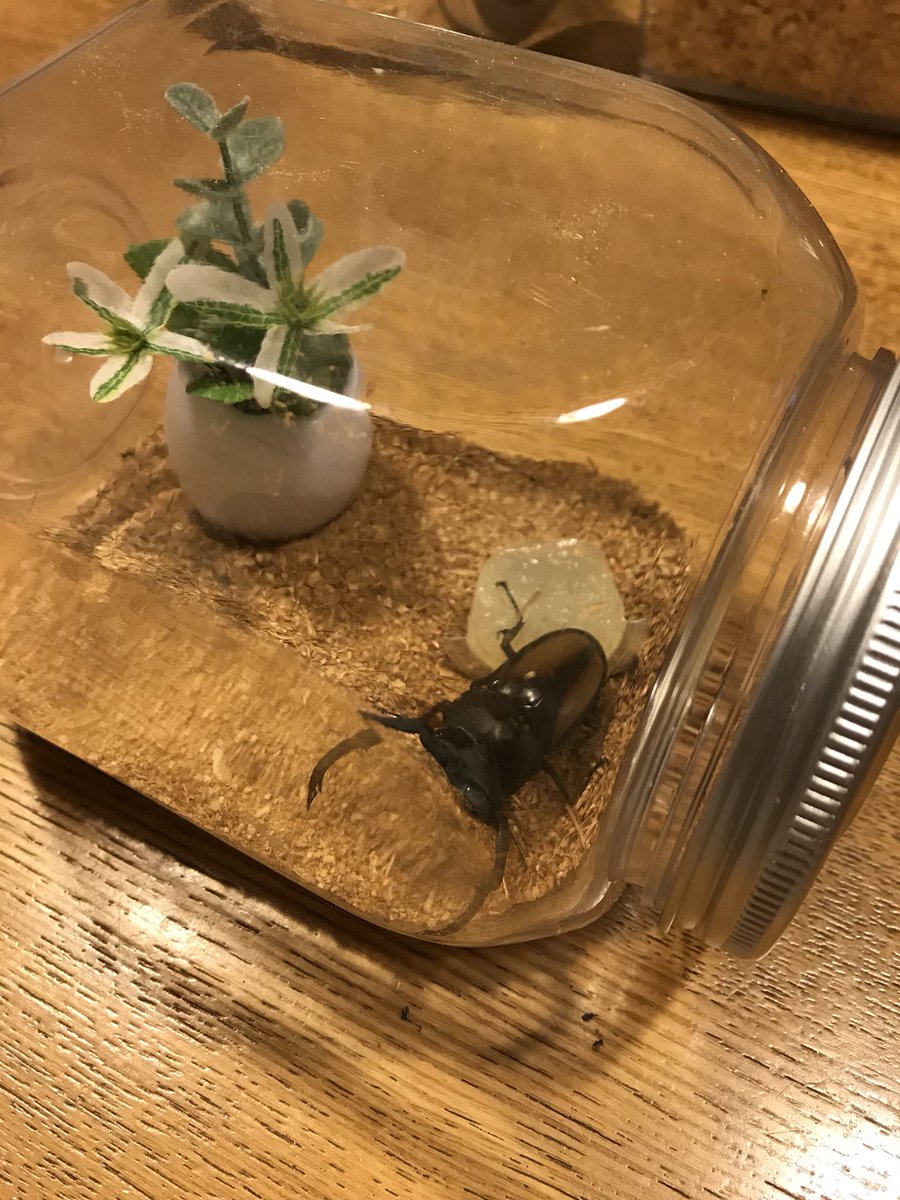 ストロボ 簡易テラリウム作ってみた