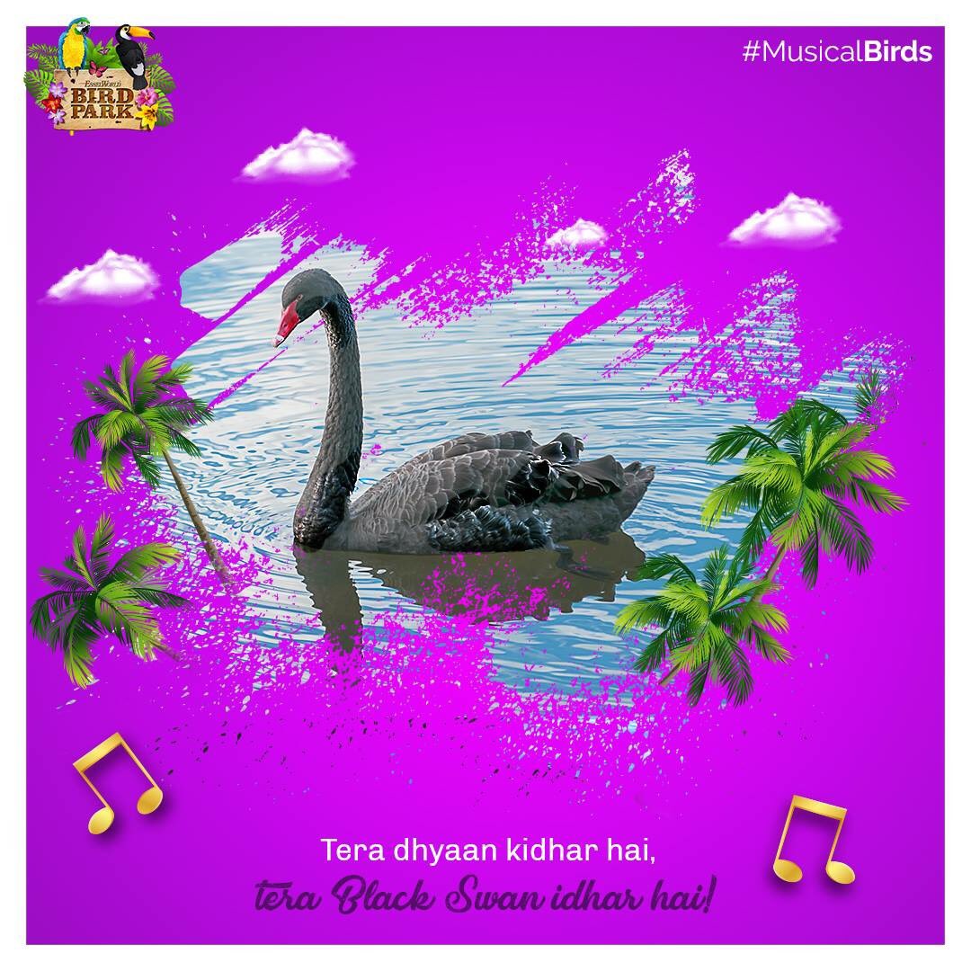 EWBirdPark's tweet photo. Don't miss out on meeting our beautiful black swan at EsselWorld Bird Park today: https://t.co/POSjbMq5L1

#MusicalBirds #Bollywood #Songs #Birds https://t.co/EarBOL8TCP