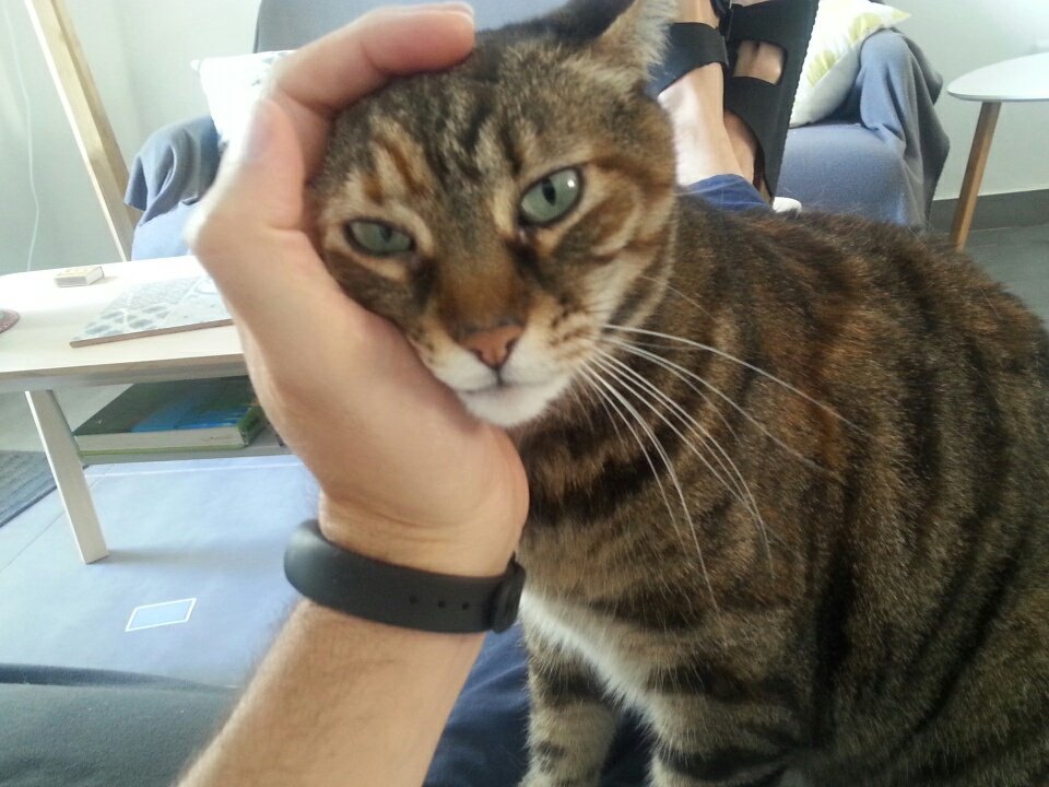 mdflorio's tweet photo. Greetings from sunny Gozo, myself, and Minouche #CatsOfTwitter #SWOutWest 
@PureMagicKite #LookWest #ComeSouth @gozolab #battleforthelake https://t.co/9zTDU2uR6G