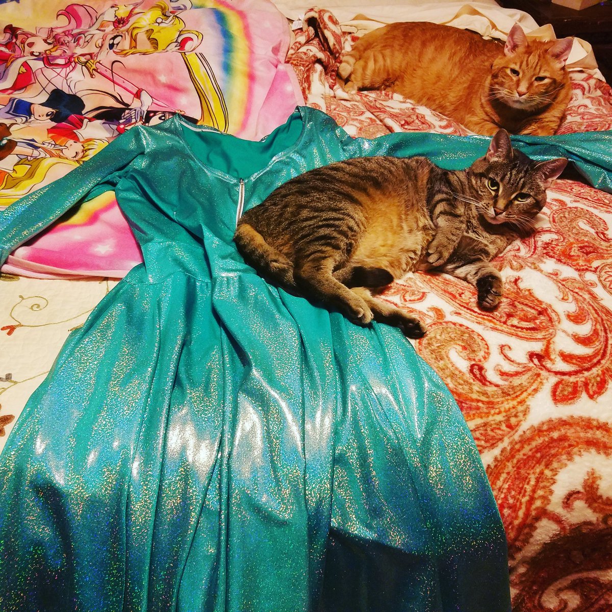 Carolina Manga Library On Twitter No Headlibrarian Mama You Cannot Haz Coquetryclothing Sparkledress To Wear To Zenkaikon Because You Re Not Taking Us Librarycats Too Sparklelife Conlife Catsofinstagrams Sosad Libraries Getoffmystuff