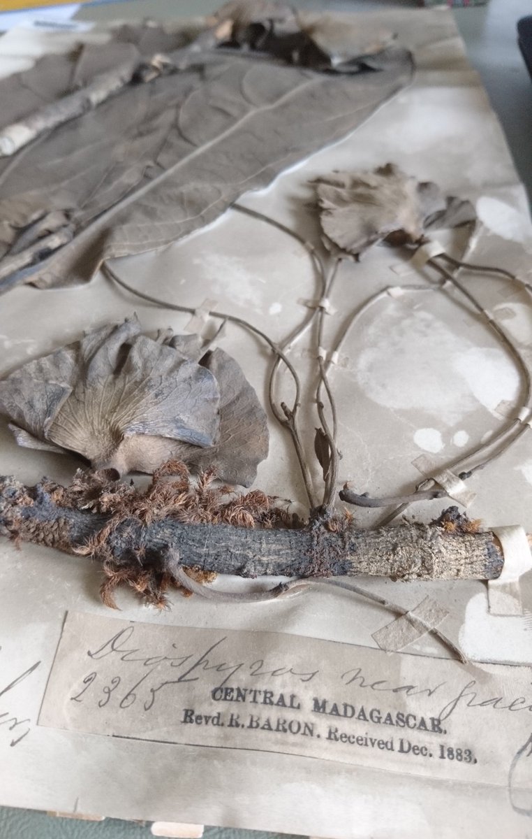 It may be dusty but this Madagascan specimen was collected before 1883 making it over 130 years old @KewScience #historicalrecord #kewherbarium #curation #diospyros #Madagascar #IDandNaming #kewgardens