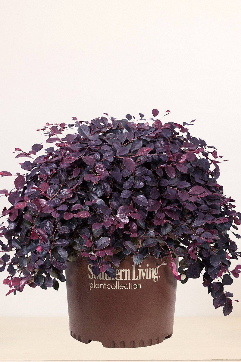 Excited to share the latest and #popular addition to our #etsy shop: Southern Living Loropetalum Purple Pixie etsy.me/2JI6XkJ #r98 #green #purple #borderplant #containerplant #evergreen #fullsun #garden