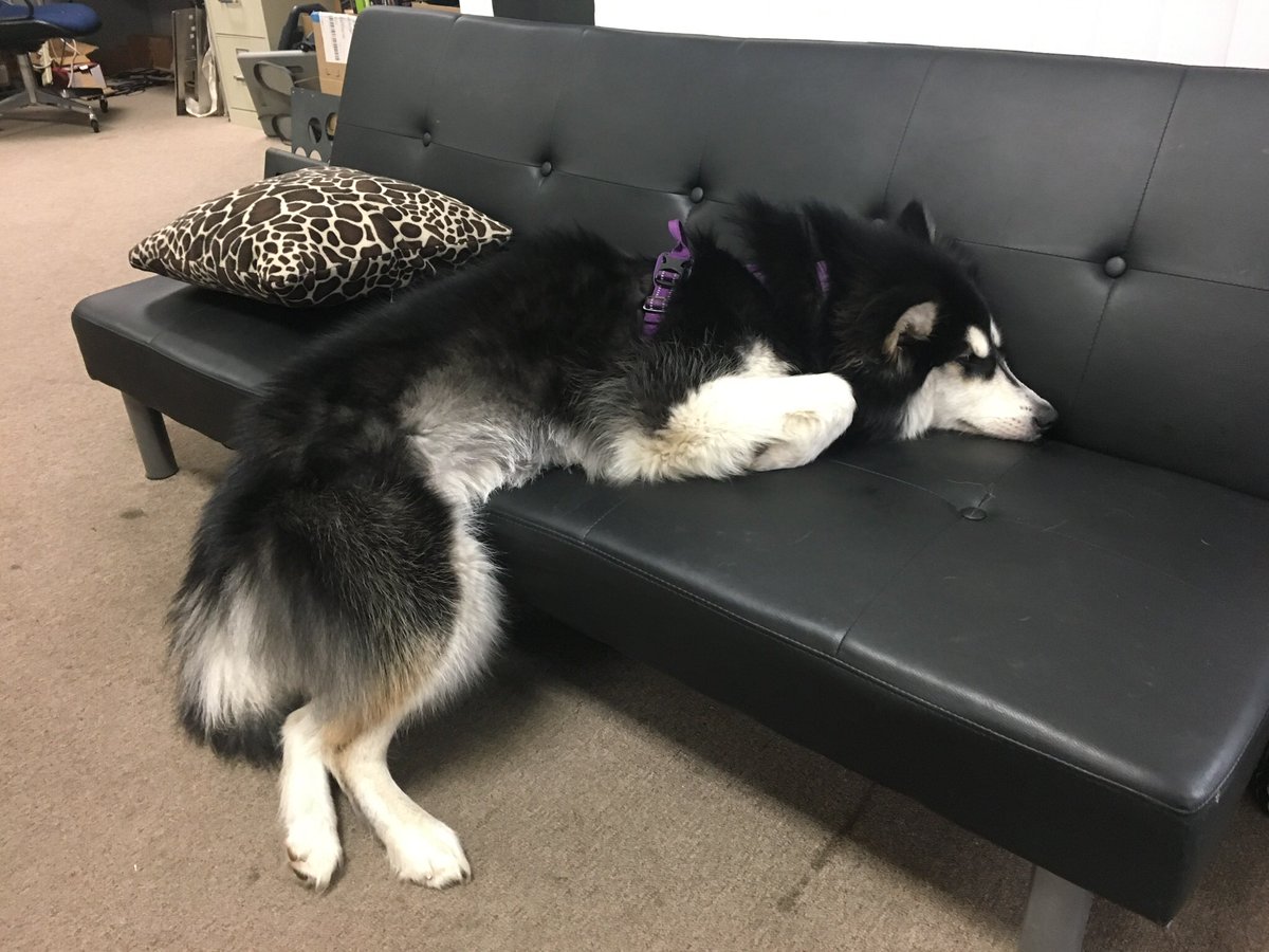 Mondoodle04's tweet photo. @NaomiRomeroArt This is my oh so elegant princess, Mercedes. She loves to beg for pets/massages, and stamping her feet in bushes to chase out lizards https://t.co/bLIWtGviPw