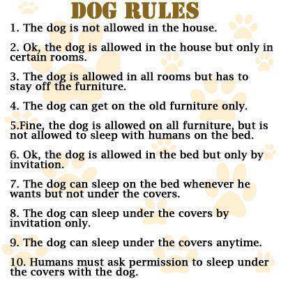 PetDiscussion tweet picture