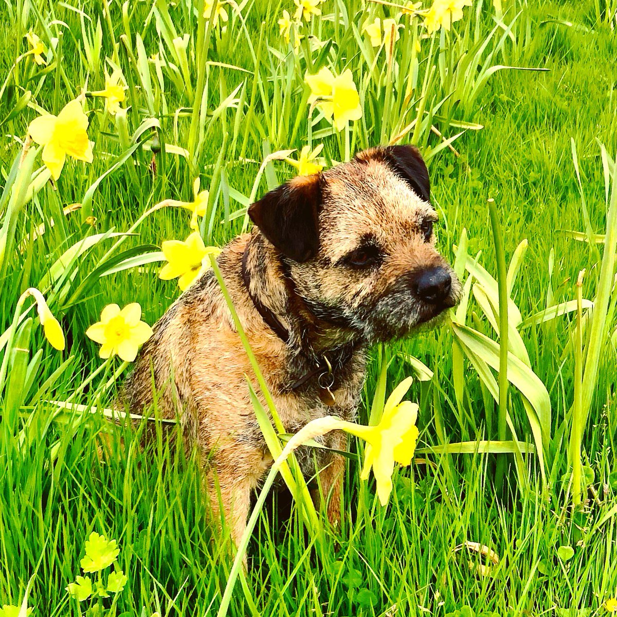 sweat_it_dunn's tweet photo. Look at this handsome chap! Meet Cooper! Today is a rest day for me &amp; it’s not difficult to get my LISS done when he’s by my side 😍 We’re doggy sitting while Ems is away working. Just back from a lovely hour walk in the spring sunshine (&amp; showers!) - a good way to start May! K x https://t.co/3AqQXCLUXC