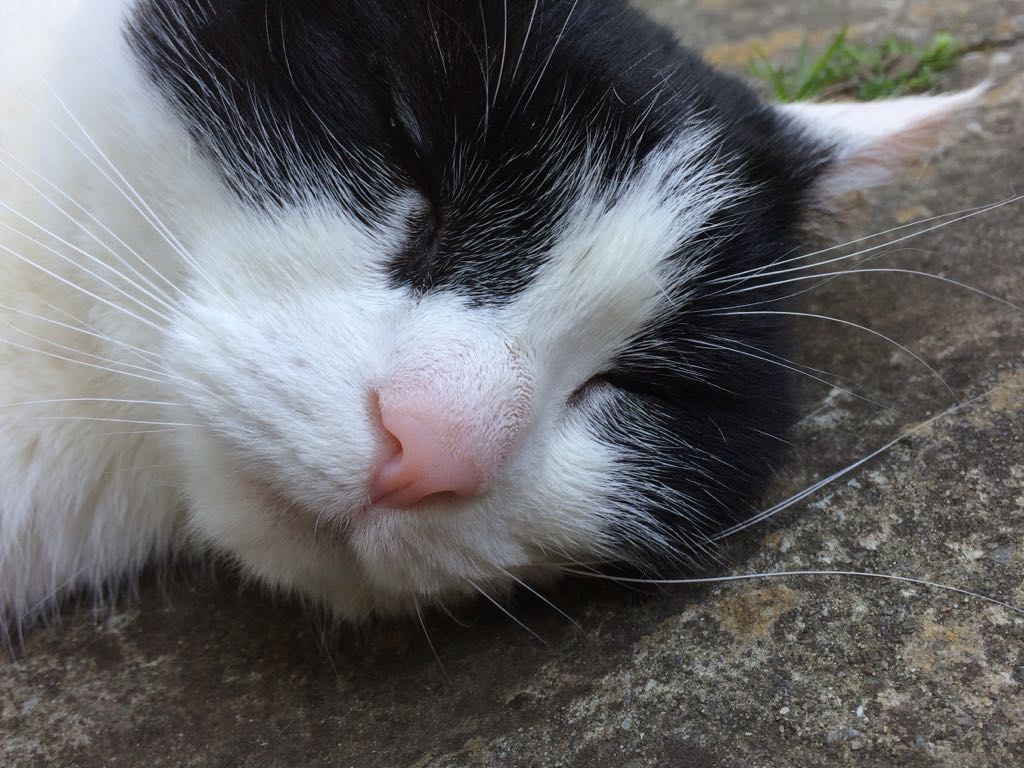 m_pkent's tweet photo. I luv sleeping.. it's just the best thing after a nap!! 💤
#TuesdayThoughts #naptime #dreams #mostlysleeping 🐈💞 https://t.co/zT4CmfwCND
