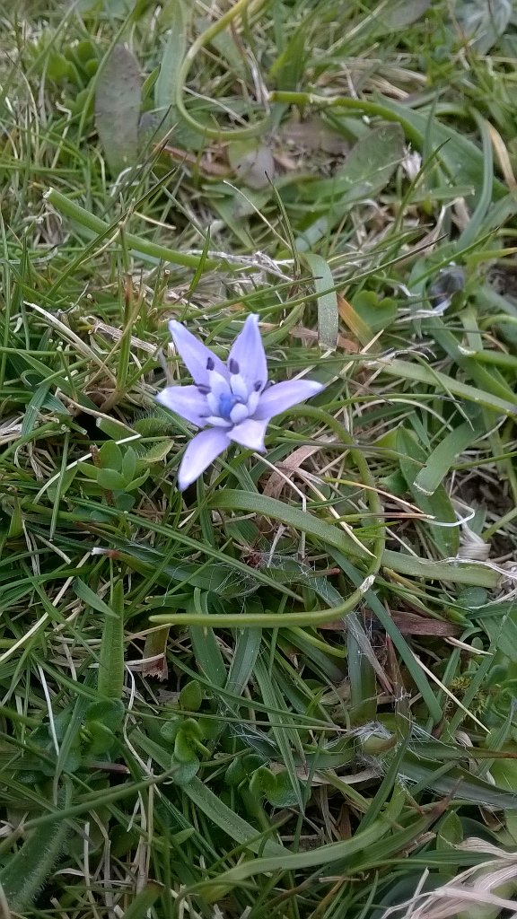 Tiny Spring Squill at #baggypoint @NorthDevonNT @explorethecoast found while out with new NT Ranger Paul.
