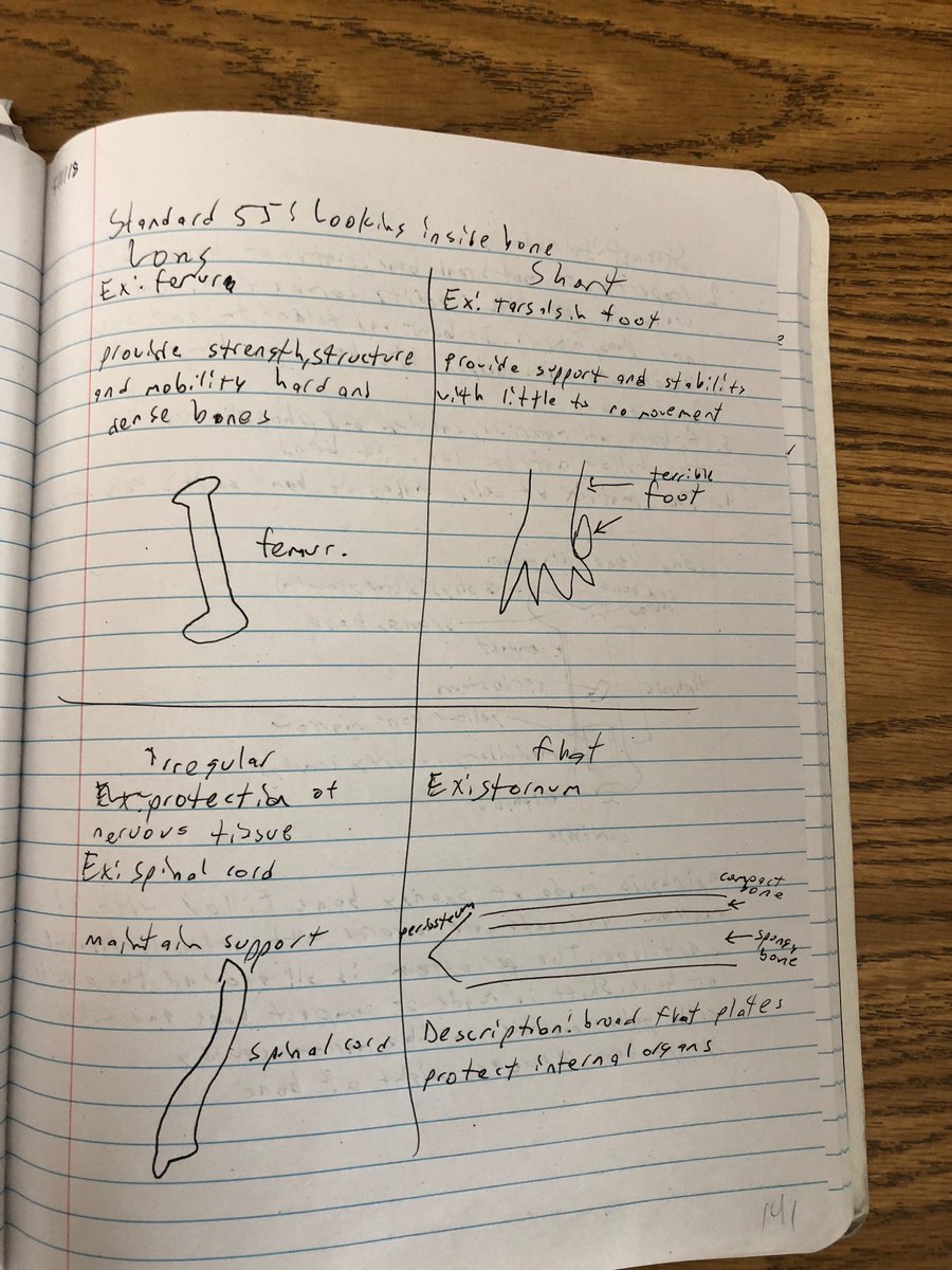 Vincent_Bio's tweet photo. #RBHSBMS Bone notes https://t.co/52FUQeUySU