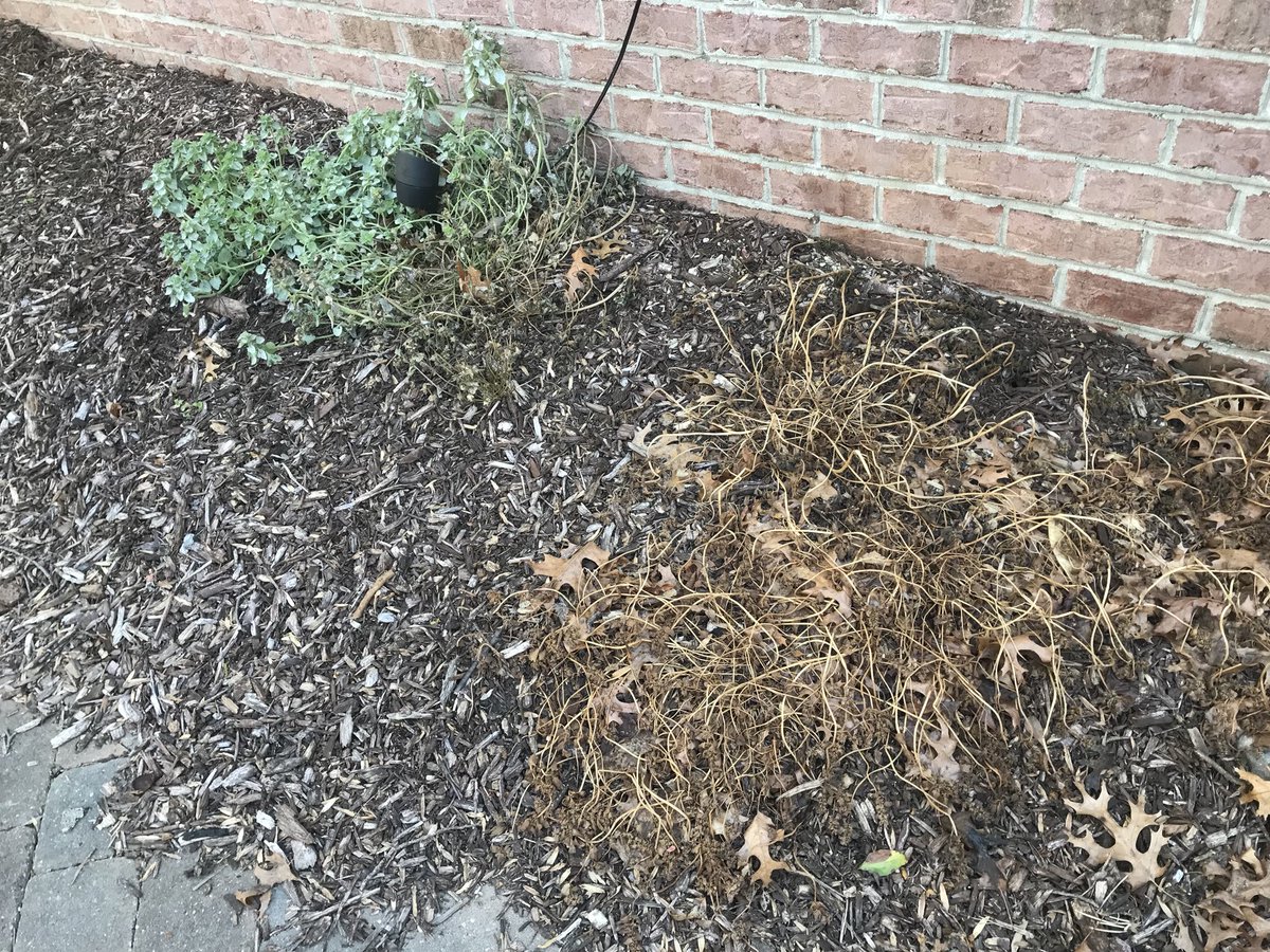DomadeInc's tweet photo. This is a great week to spray #Domade #Vegetation #Control. It is going to be #warm and #sunny all week. #Fast #Kill. #One and #Done for the #whole #Season.  New Customers get 25% off when you create an account and order online. https://t.co/g6uHg5ZF85.

https://t.co/BEpOzIHUt4 https://t.co/AKycH9GLsi