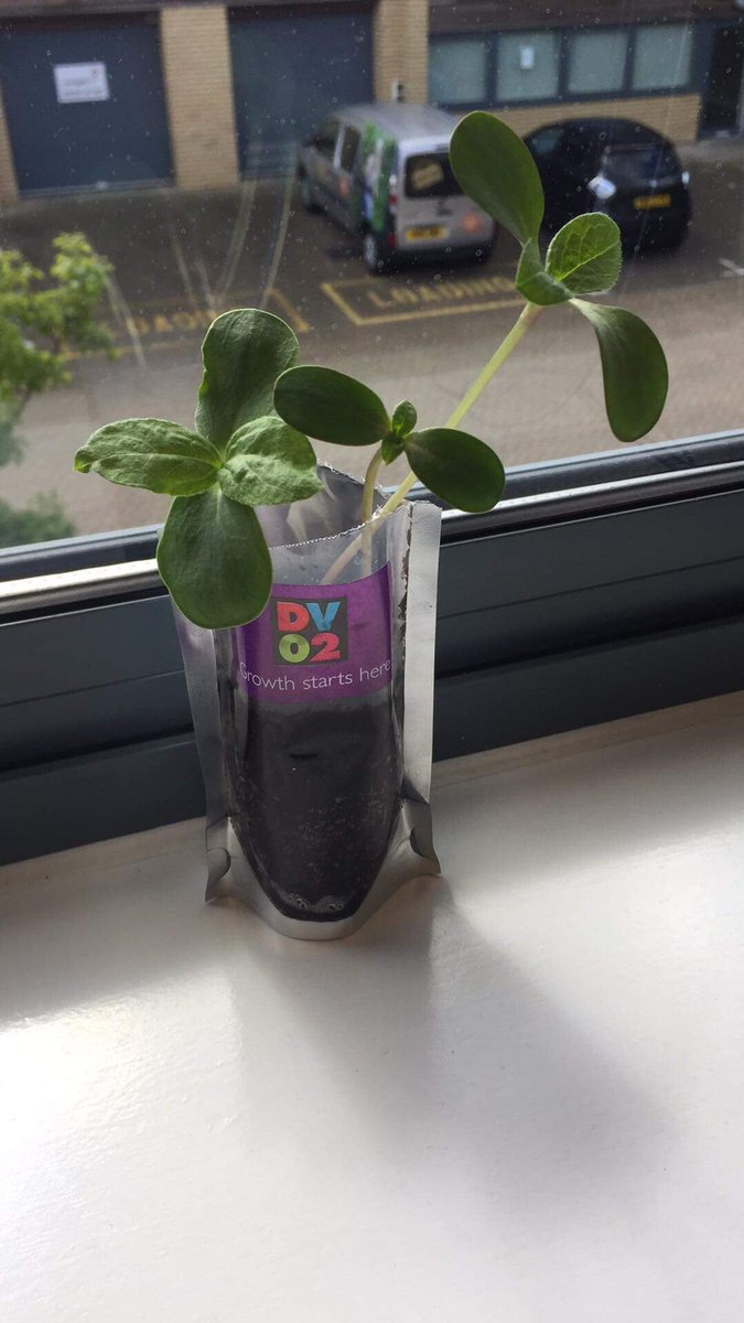 Thanks for the sunflower <a href="/dv02uk/">DV02 Limited</a>, it's growing well! 🌻