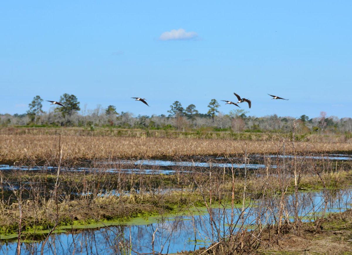Join the PSC and Lowcountry land management specialist Travis Folk in walking the restored historic rice fields of White House Plantation at the annual Preservation Picnic on Saturday, May 5, 2018, 12-4PM. Tickets here: bit.ly/2FacPk2 Presented by @LoisLaneProps