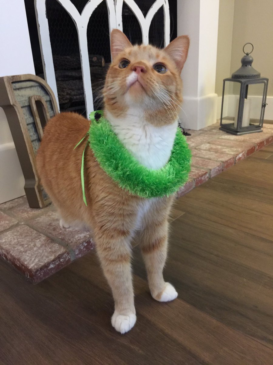 GingerHobbes's tweet photo. 🌺May Day is Lei Day🏝

#MayDay #LeiDay #ItsAThing #Aloha https://t.co/28s0WErb85