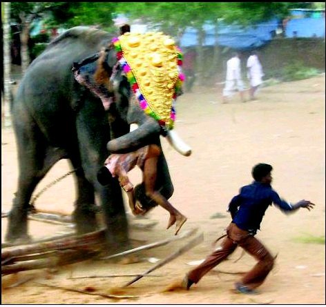 animalwelfareWW's tweet photo. #Elephants runs AMOK &amp; KILLS #Mahouts We can't blame the pour animals 😞#Kerala #TempleElephants https://t.co/OQ4484n9Jy  Stop the Torture ❗️ .@PMOIndia .@CMOKerala https://t.co/uB4lPqO39P