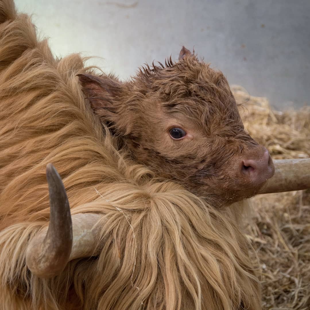Cotswold Farm Park (CotswoldFarmPrk) Twitter