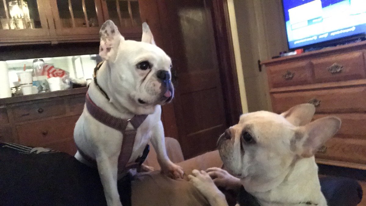 rileydowns763's tweet photo. I don’t even know how to begin this.. my dog phoebe was taken from my backyard in Minneapolis this morning, harness off.. if anyone knows or hears anything please let me know.. https://t.co/yUZi77F5J6