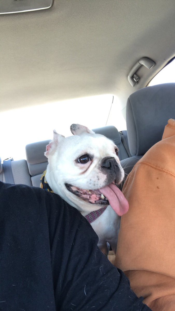 rileydowns763's tweet photo. I don’t even know how to begin this.. my dog phoebe was taken from my backyard in Minneapolis this morning, harness off.. if anyone knows or hears anything please let me know.. https://t.co/yUZi77F5J6