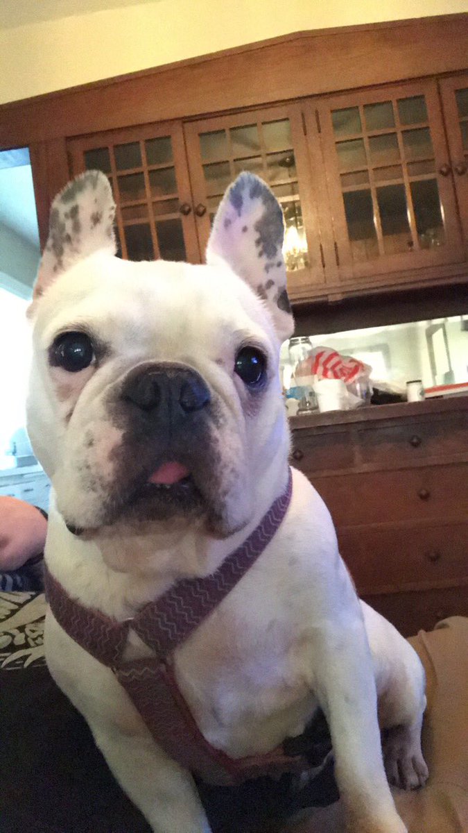 rileydowns763's tweet photo. I don’t even know how to begin this.. my dog phoebe was taken from my backyard in Minneapolis this morning, harness off.. if anyone knows or hears anything please let me know.. https://t.co/yUZi77F5J6