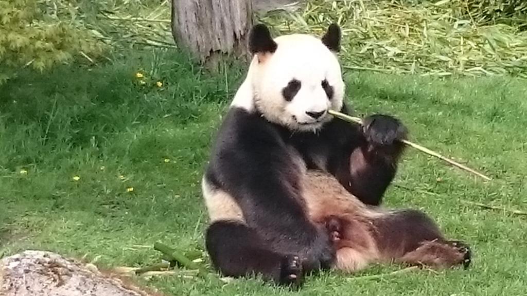 CarineKoestel's tweet photo. Quel trio de pandas adorables, entre autres... Encore un moment magique à Beauval! https://t.co/L2EztzzsUq