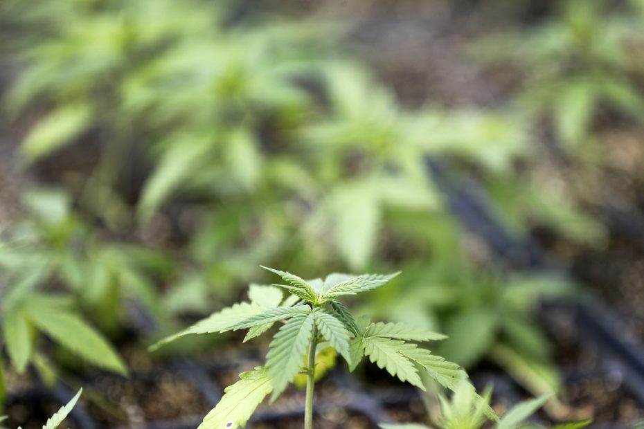 THEMMEXCHANGE's tweet photo. Hemp taking root as farmers embrace 'Mother Nature’s perfect plant' 

https://t.co/ElvEP8jAvY #MME #hemp #hempseeds #Hempoil #CBD https://t.co/7sm3TEB9Gv