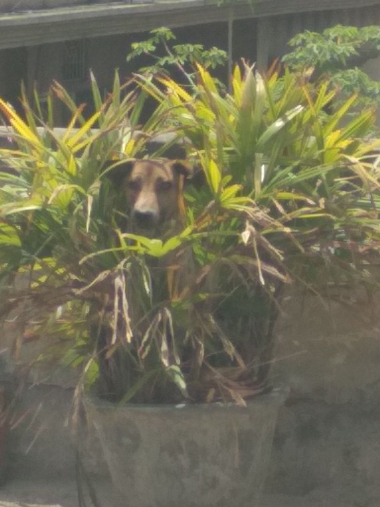 foundation_posh's tweet photo. PIC OF THE DAY !
When he think we can't see him and his vet visit will be cancelled. #smartnessOverloaded #animalsherlterindia https://t.co/BEesOoRFYR