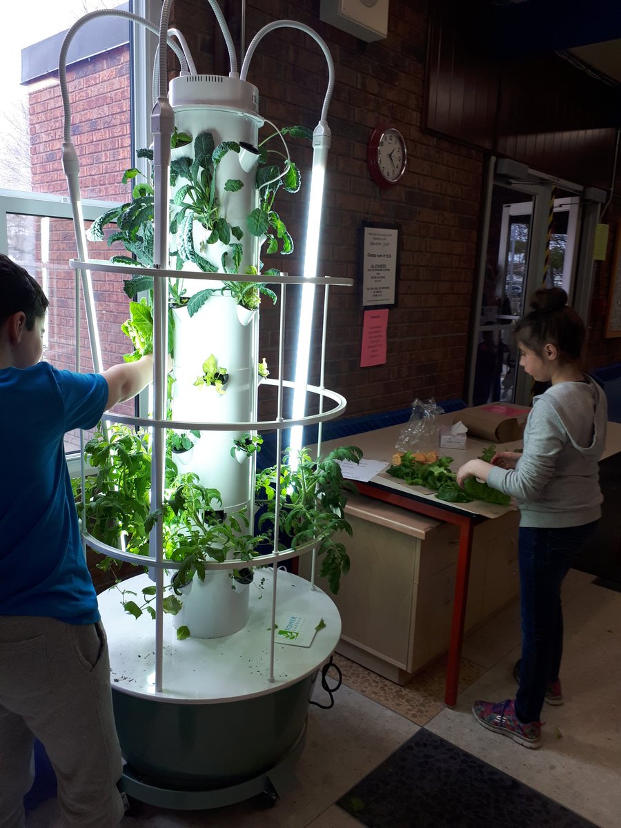 CrystalMCrown's tweet photo. Picking lettuce for students to enjoy foe breakfast club and lunch! #CentralPS https://t.co/GKl9bsvZ3u