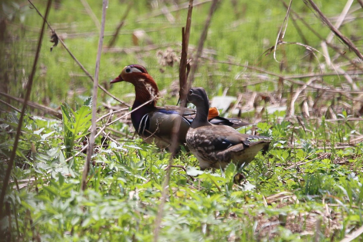 ぢしょう 花はまだ少ないけど 鳥は元気でした クロツグミ キバシリ オシドリ 野幌森林公園 公園 Park 自然 Nature Japan 鳥 野鳥 野鳥撮影 Bird Birds 森 Forest Forests Birdlovers Birdstagram Birdwatching Instabird