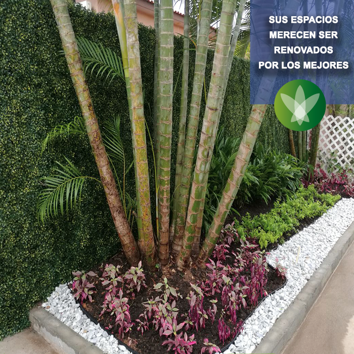 GCultivadas's tweet photo. En #GramasCultivadas apostamos por las soluciones y cuidados a todos los espacios naturales para todo tipo de uso 🍃 ¡Contáctenos ahora! 📞Teléfonos📞: 60904961 o 62 - 3926102 o 03📍¡Trabajamos en toda Panamá! https://t.co/YxsRlzcr4B
