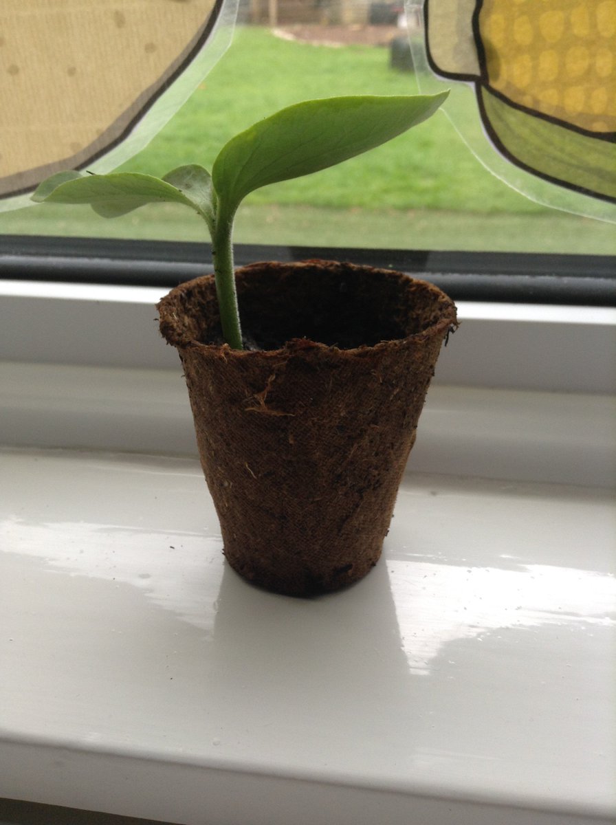 BathSpaNursery's tweet photo. We are celebrating National Gardening Week this week so the baby's took a trip to @newtonfarmshop and discovered their kitchen garden. The nursery children are currently growing giant pumpkins and runner beans! #NationalGardeningWeek #gardening #nature https://t.co/oTIJVdeykd