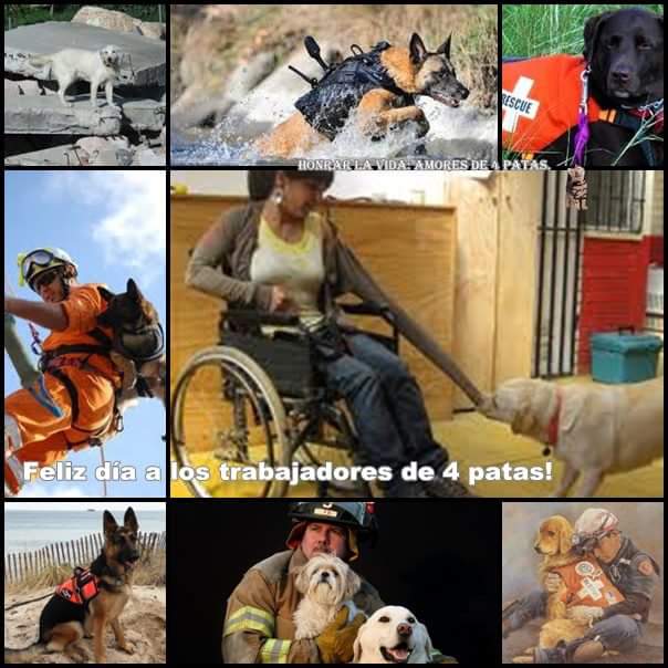 nydiacervera's tweet photo. #DíadelTrabajo #HéroesK9 #Perros deben ser reconocidos por su gran trabajo y entrega! #DiaDelTrabajador #DiaInternacionalDelTrabajo #DiaDeLaClaseTrabajadora #K9 #Elecciones2018 #Entérate #EnPortada #RT https://t.co/qnyyjUO4UK