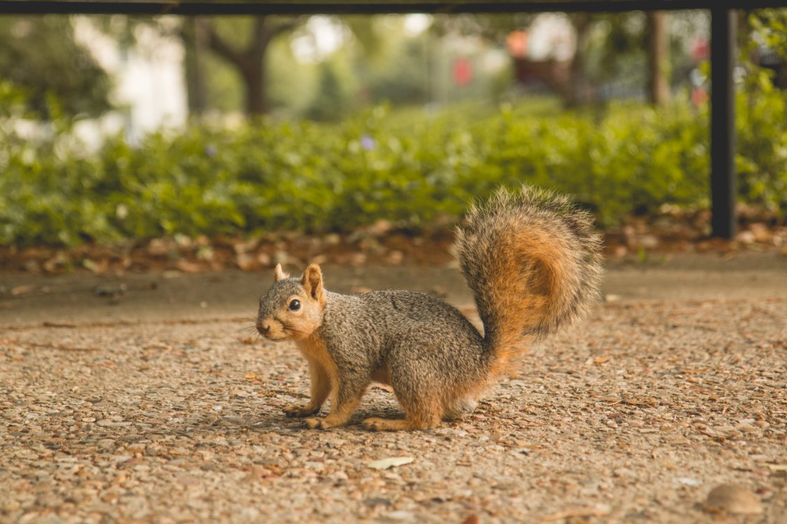lbjsc's tweet image. Need a finals pick me up? Here’s a close-up of an adorable squirrel. He believes in you! #TXST