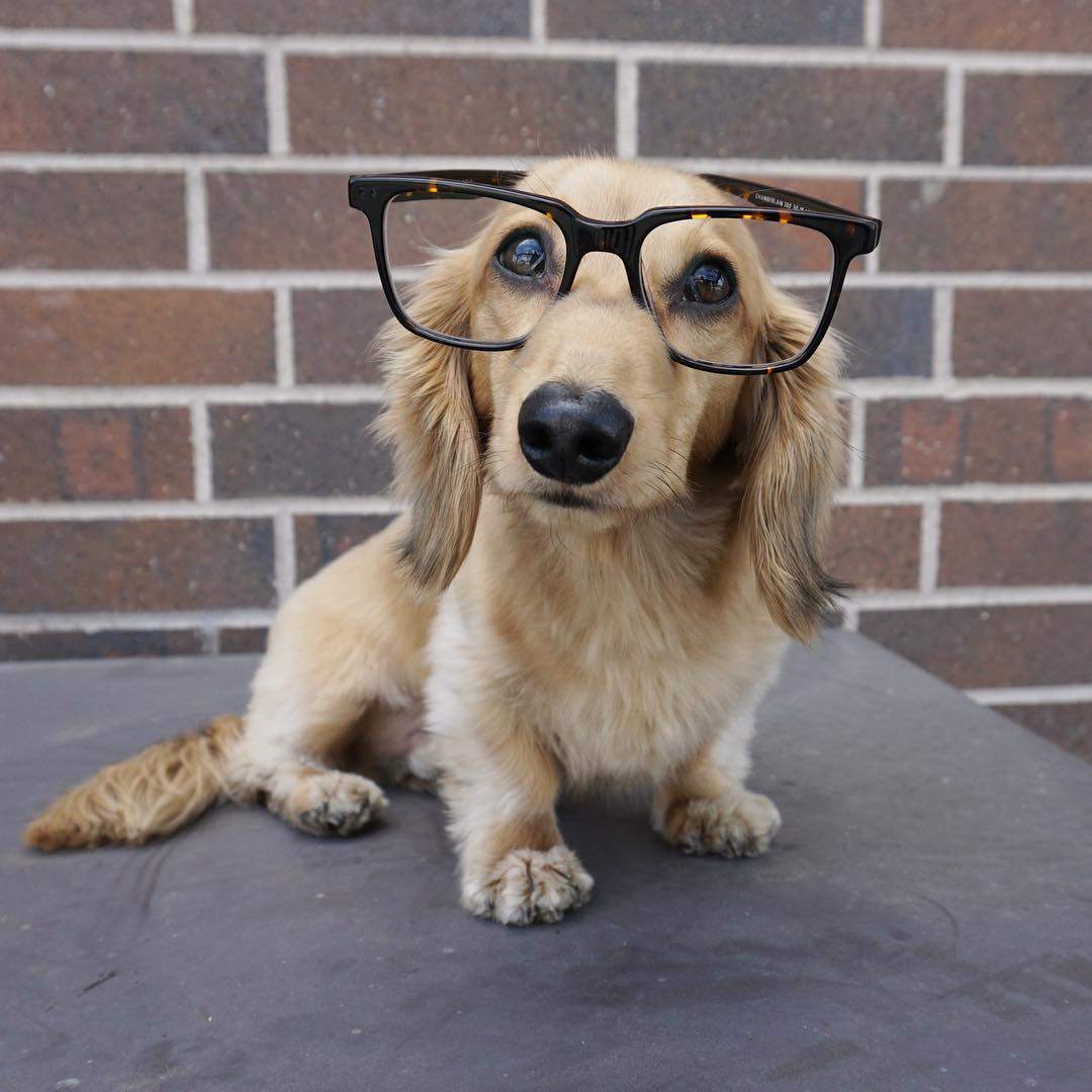 Image result for warby parker dogs in glasses