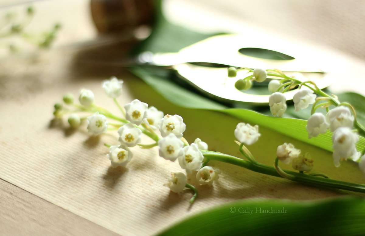 CallyHandmade's tweet photo. 🌿 Joli porte bonheur !🌿
#muguet #1ermai #portebonheur #clochettes #bells #vert #blanc #printemps #spring #renouveau #plante #plant #naturelovers #fleur #flower #lucky charm #renewal https://t.co/1KyrhKAJbu