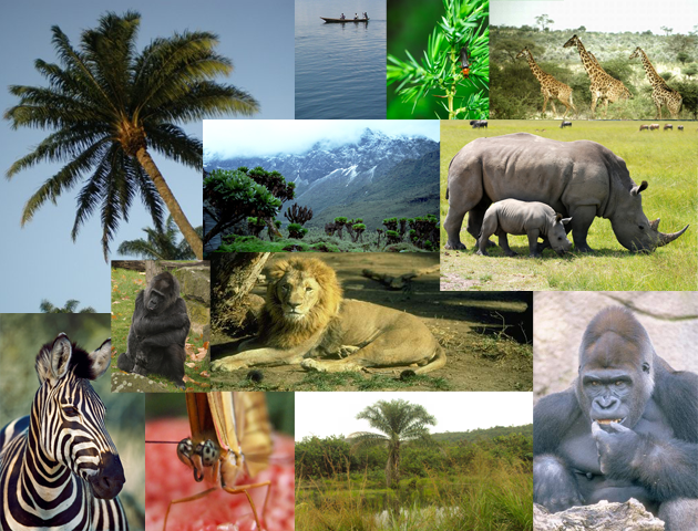 Venez découvrir nos Parc nationaux et c'est espèce pour certaine unique au monde   avec Congo Tours Travels congotourstravels.com