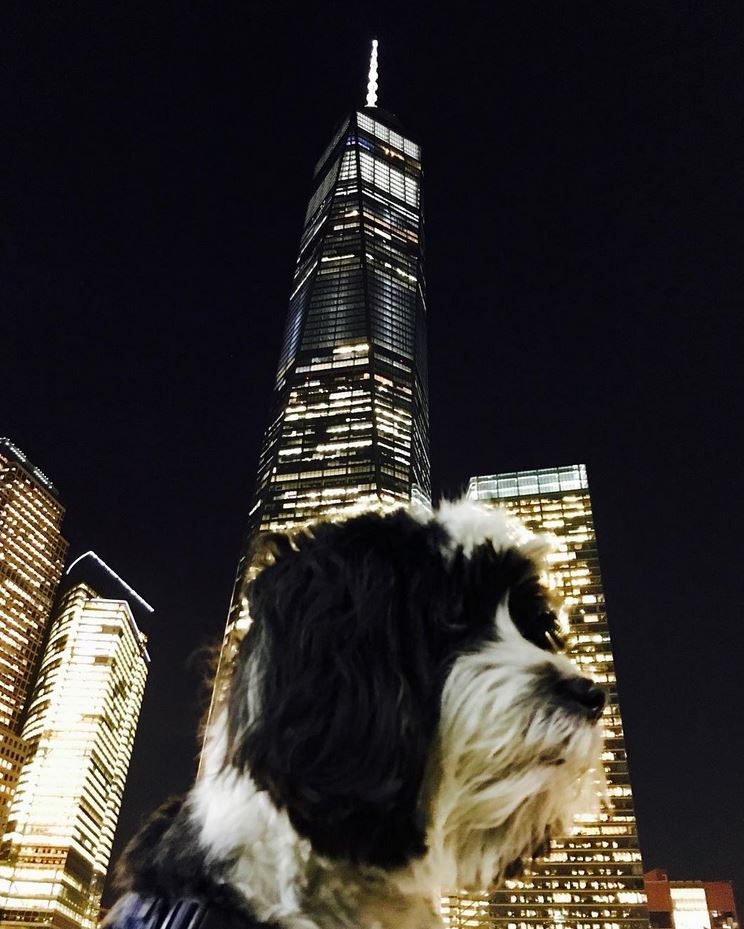 4WTC's tweet photo. It's officially May, and that means it's #NationalPetMonth!
Let's celebrate with some #DogsofWTC! Shown here is Fiesta, striking a pose in one of her favorite spots; Liberty Park, with One and 7 WTC in the background. (photo credit: FiDi Fanpage) https://t.co/CnU4itcjfh