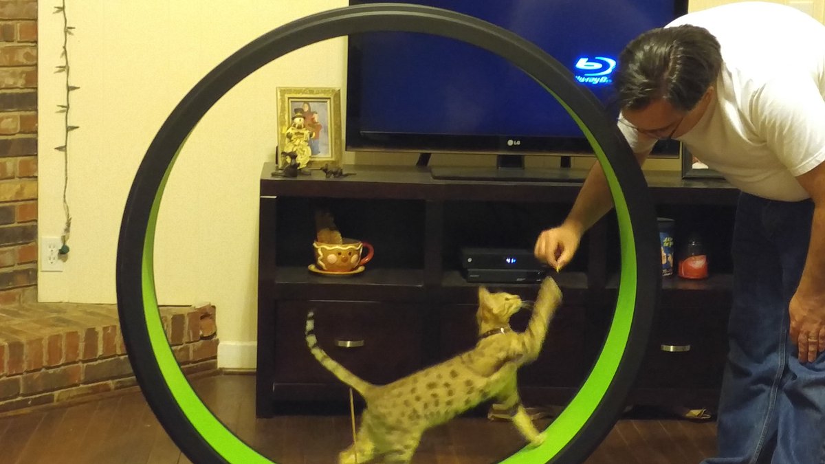 savannah cat wheel