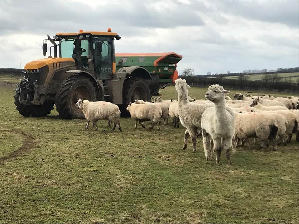 TheSpreaderGuys's tweet photo. Some unusual customers! #llamas or #alpacas ?! #farming #traytesting https://t.co/YFDmMGqDpa
