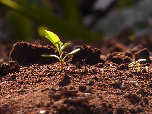 Rustybonz3's tweet photo. Sprout, grow green -chase the Sun: brilliant! #sixwordsplusone #WrittenRiver (May) https://t.co/khlsdopg97