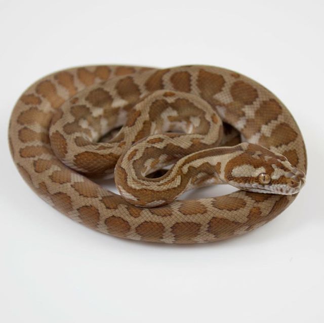 Moreliapython's tweet photo. First shed of the season.
#carpetpython #carpetpythonsofinstagram #papuancarpetpython #irianjayacarpetpython #pythonsofinstagram #ebmorelia https://t.co/8ePn45GVps https://t.co/C83l08Q5Ev