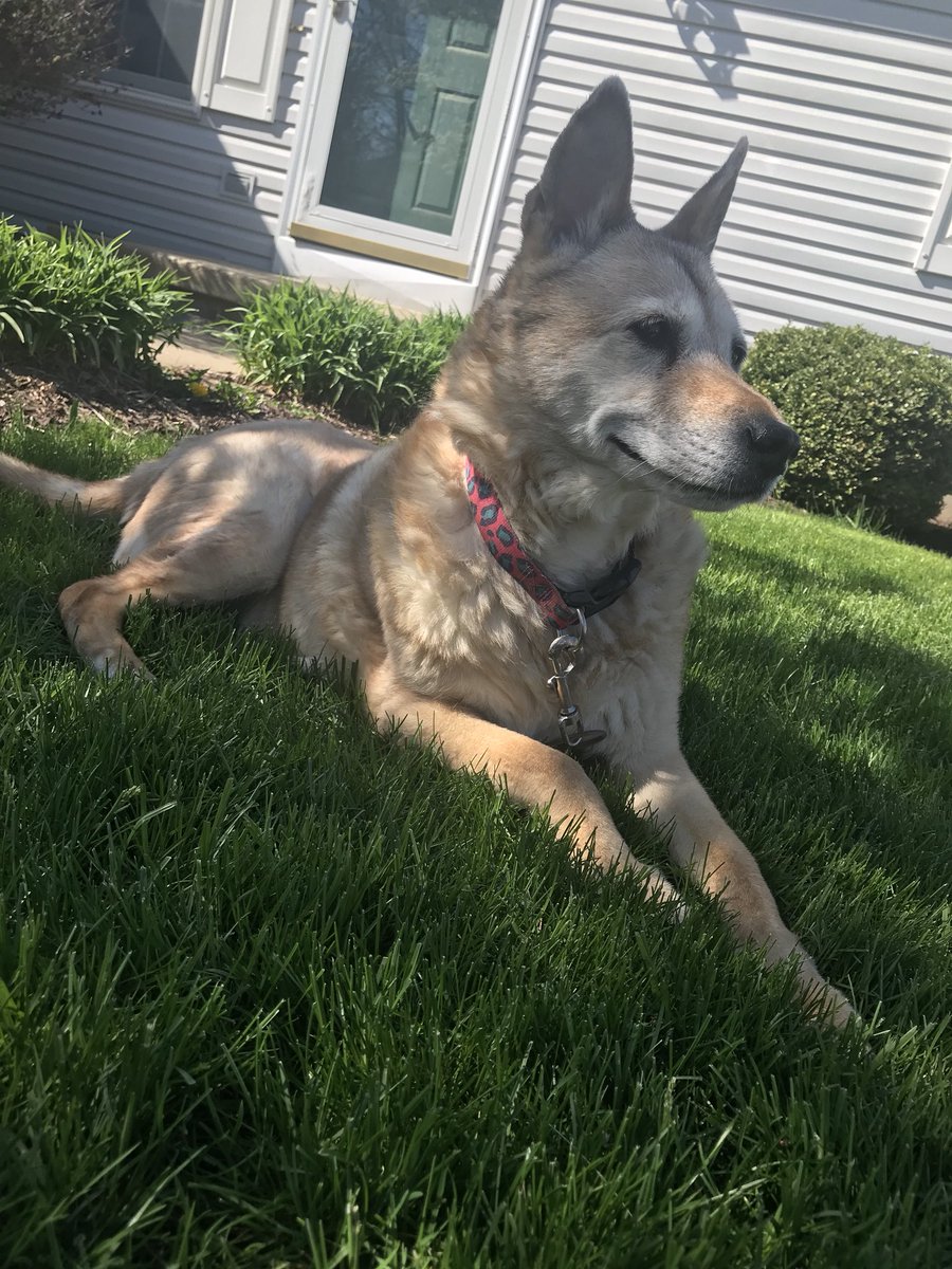 Jen_Christine15's tweet photo. I love my dog more than my own life 😍🐶 https://t.co/F2WtPzcVDK