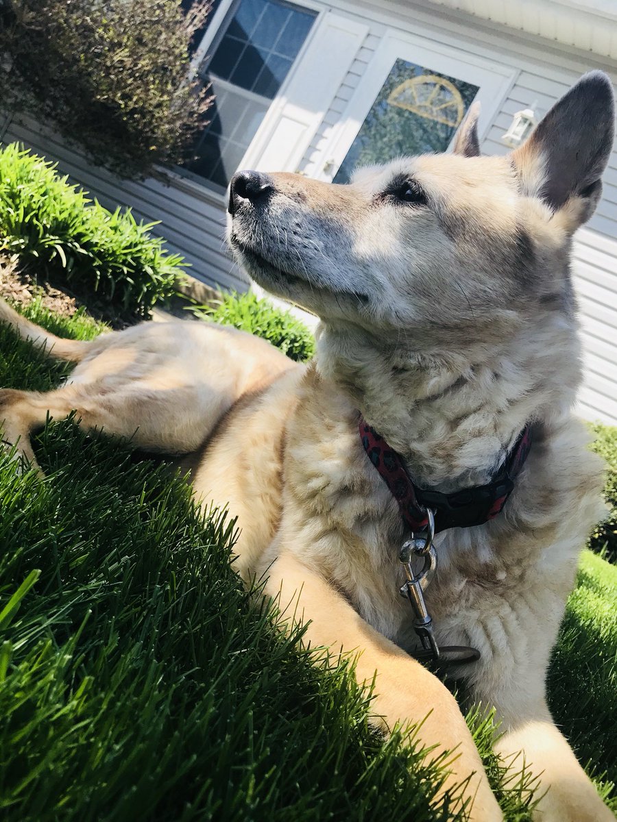 Jen_Christine15's tweet photo. I love my dog more than my own life 😍🐶 https://t.co/F2WtPzcVDK