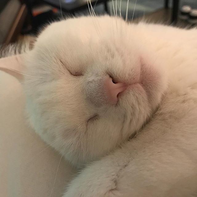 Paris__cats's tweet photo. When it’s a public holiday and you get to cuddle with mum all day 😻 https://t.co/fDzBDrynYr