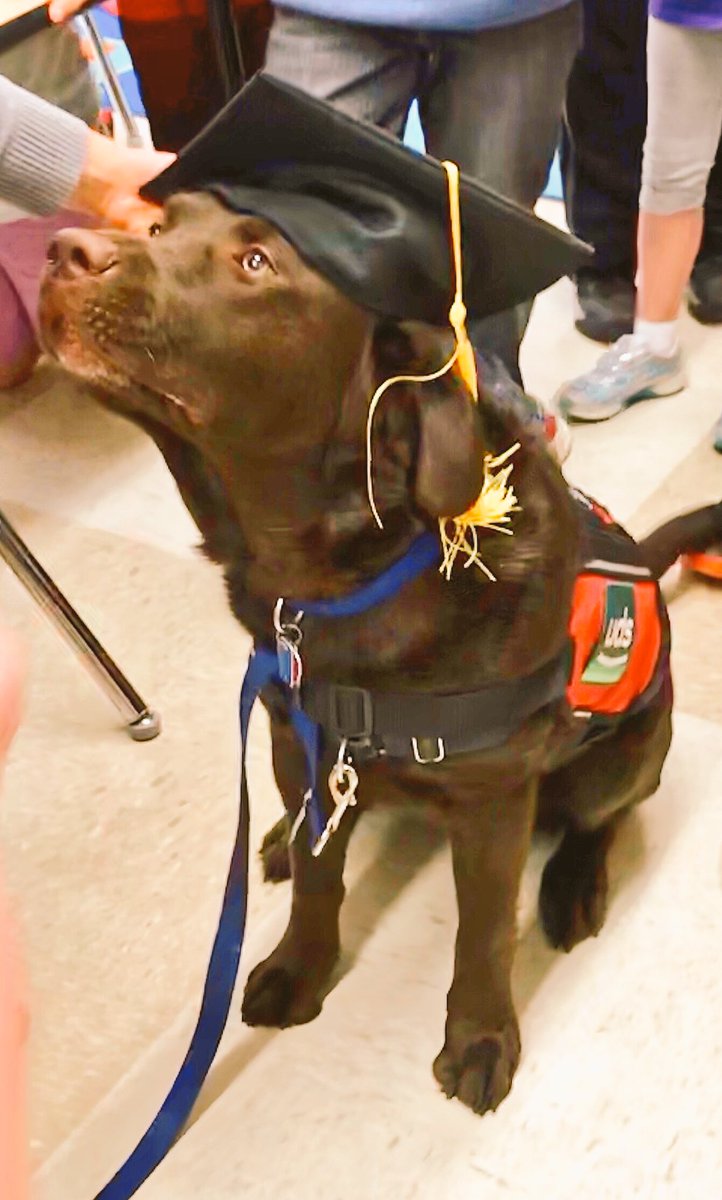 BrodeyNES's tweet photo. I passed my test and graduated today! #OfficialServiceDog #WeAreNorthen @UDServices https://t.co/nhqmsTKKq7