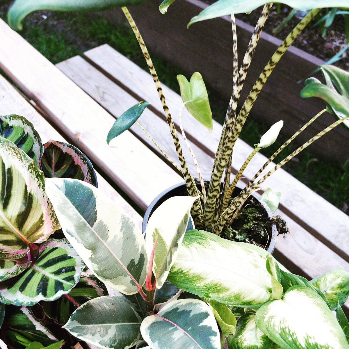 It seems as though spring has finally arrived and our plants are certainly enjoying the extra rays! #springishere #zebrina #calathea #rubberplant